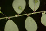 Muscarene Island leaf-flower